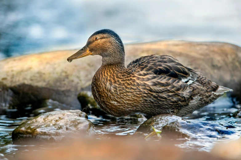 two ducks sitting next to each other in a lake