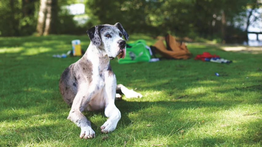 a dog sits in the grass near several tents