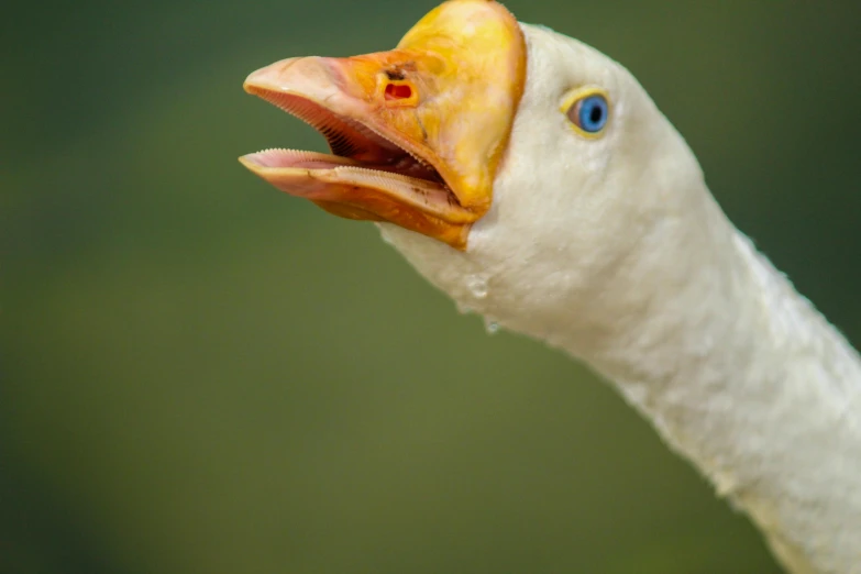 a close up view of a white and yellow duck