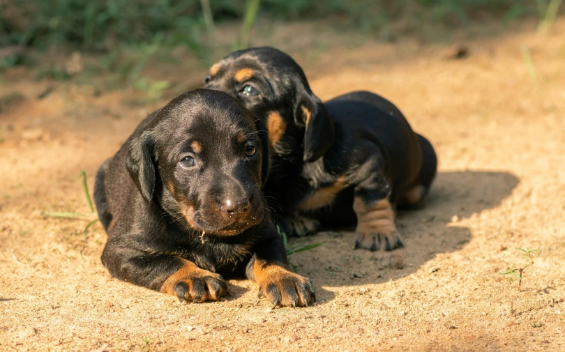 the dogs are laying together outside in the dirt