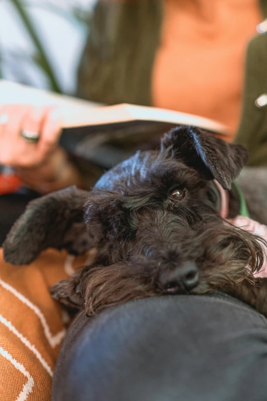 the dog is laying on a person on a couch