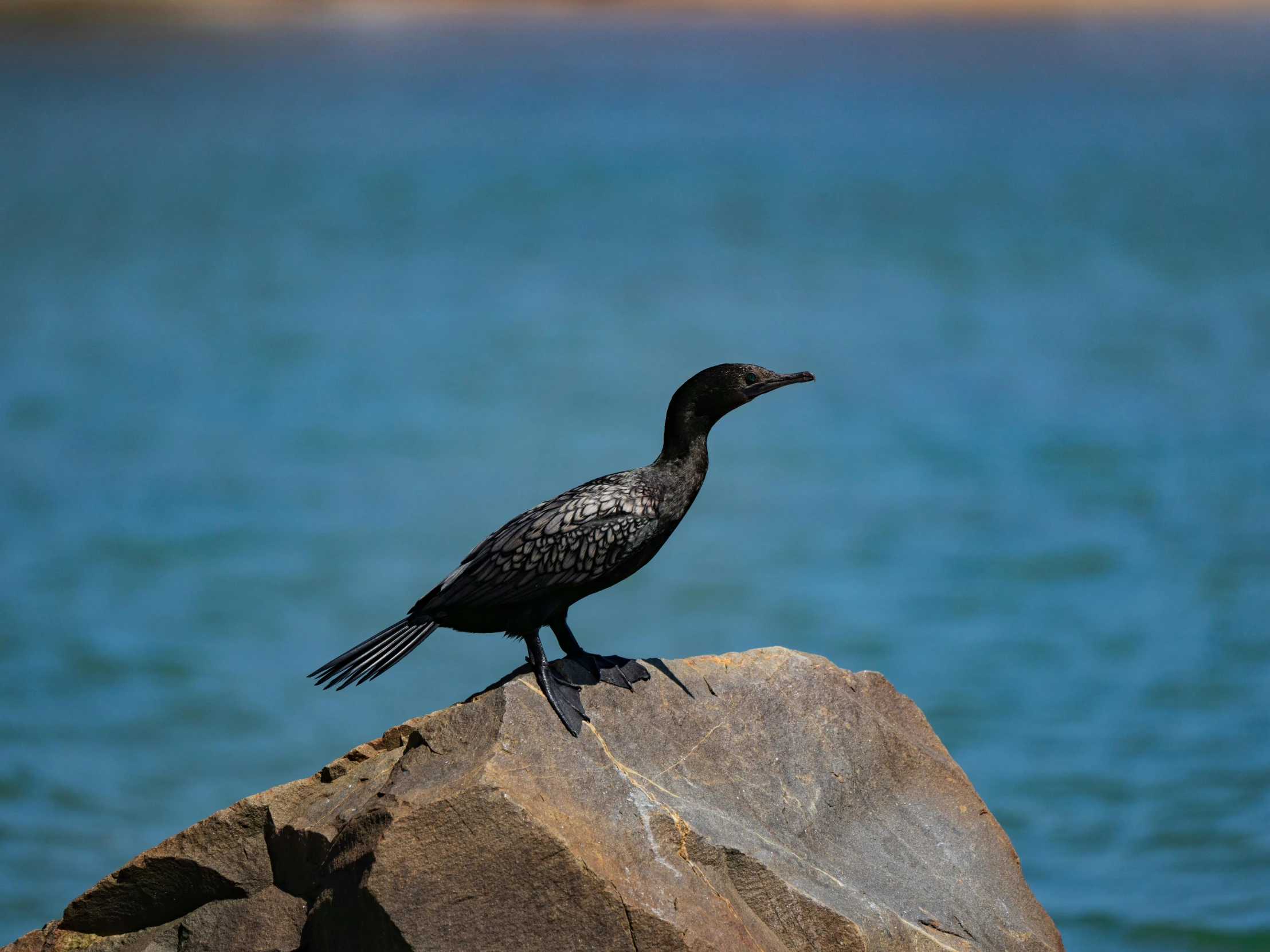 a bird sitting on top of a rock by the ocean