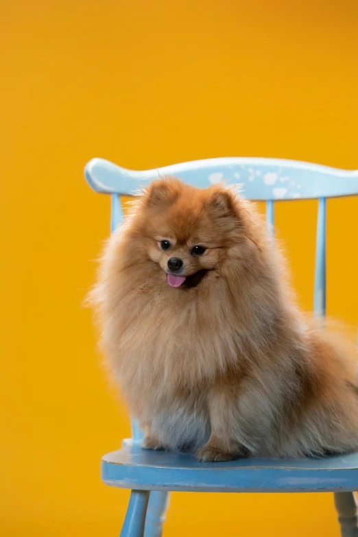 a dog sitting on top of a blue chair