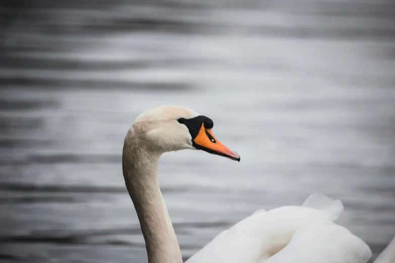 a large white and orange bird floating in the water