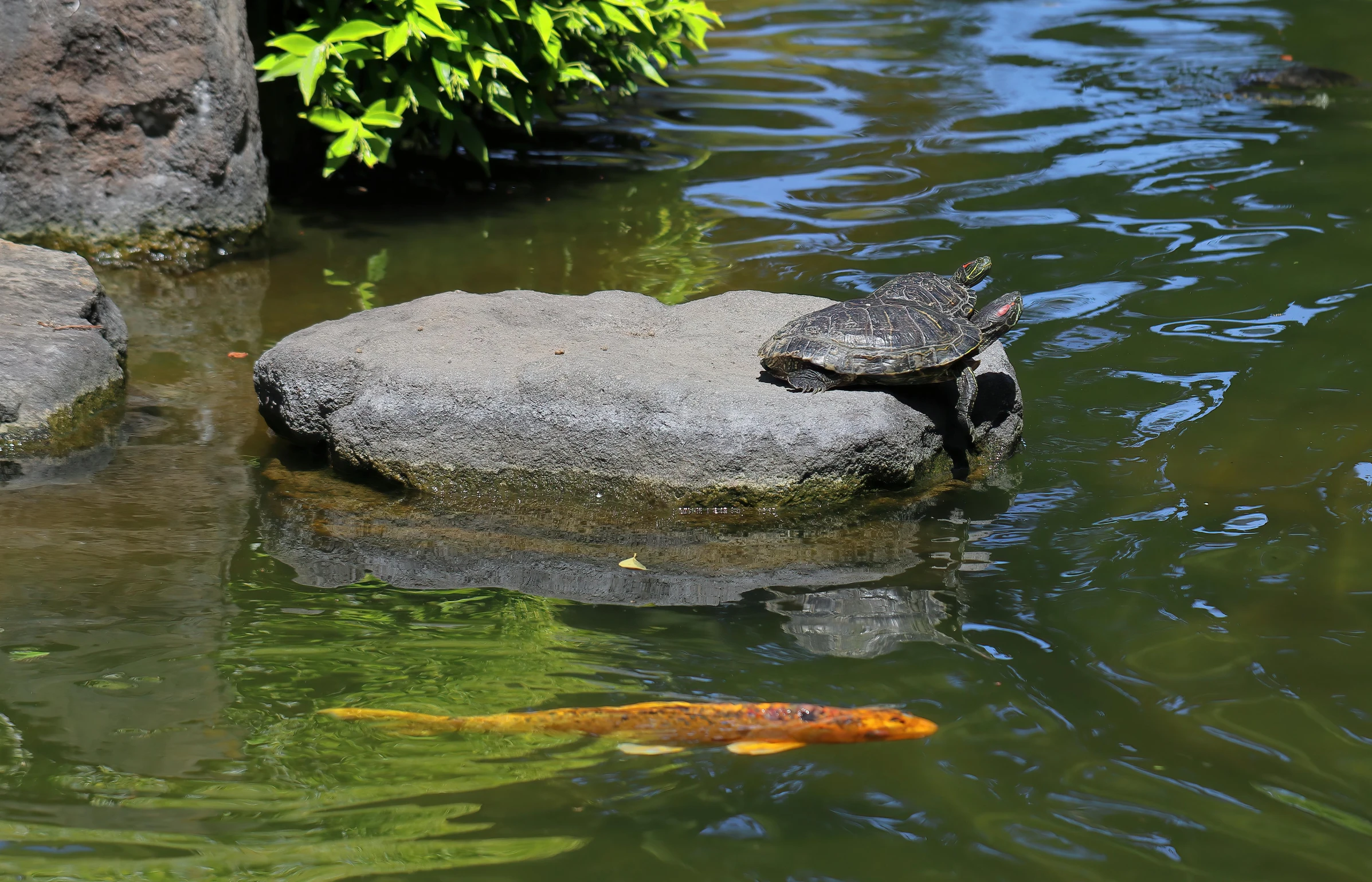 an orange fish is swimming in a pond