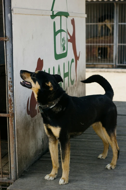 a black dog with brown spots standing in front of a building