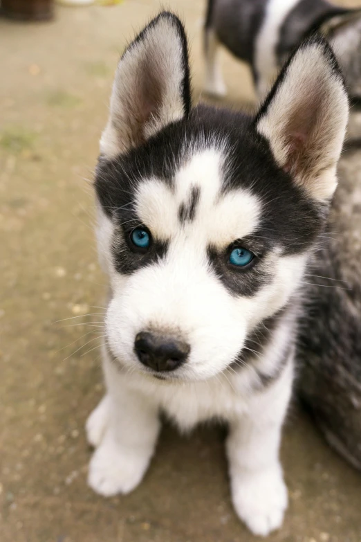 a husky puppy with blue eyes stands on the ground