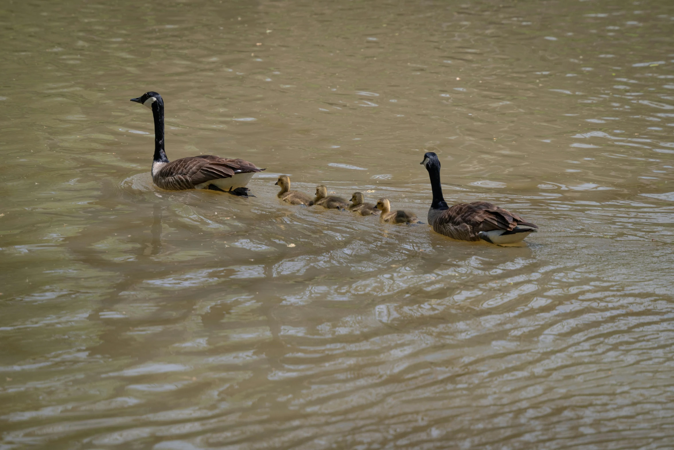 a group of ducks swimming next to each other on a river