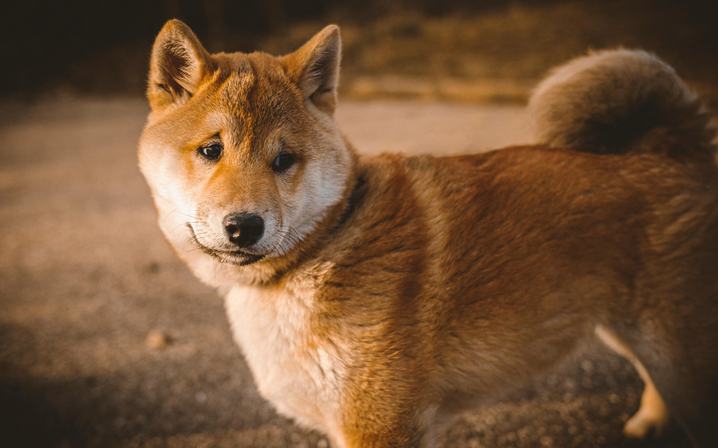 a brown dog is standing in an enclosure