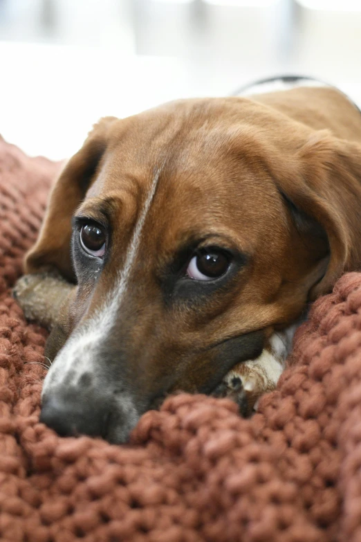 a close up of a dog laying on a blanket