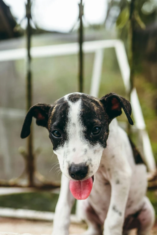 a dog that is standing up with his tongue out