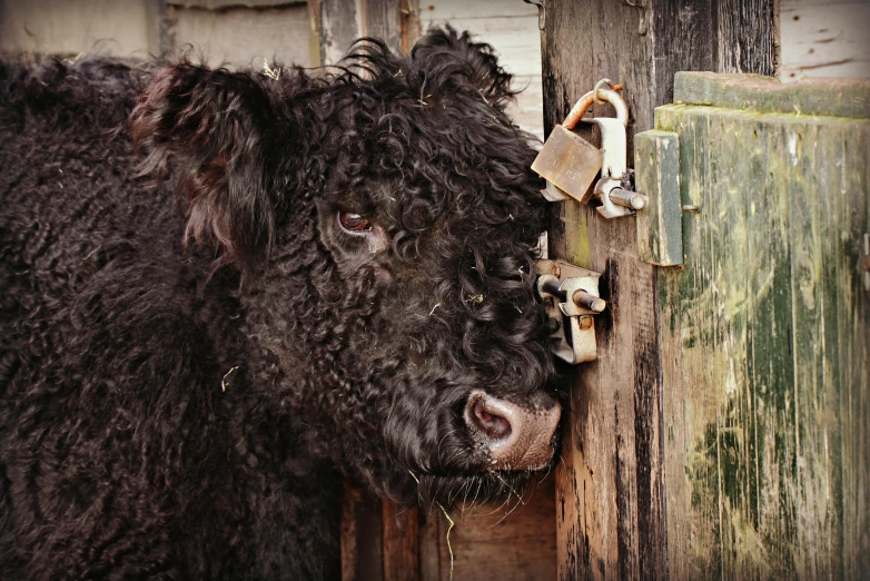 an animal with very long hair standing by a door