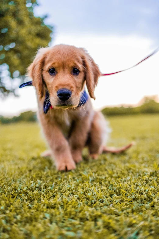 a puppy is sitting in the grass with a rope