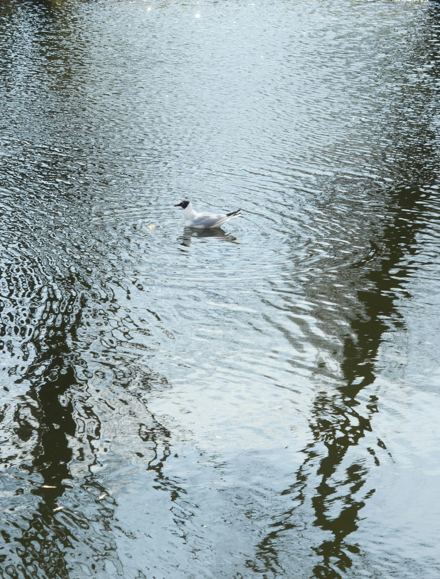 a bird is floating on the water in the lake