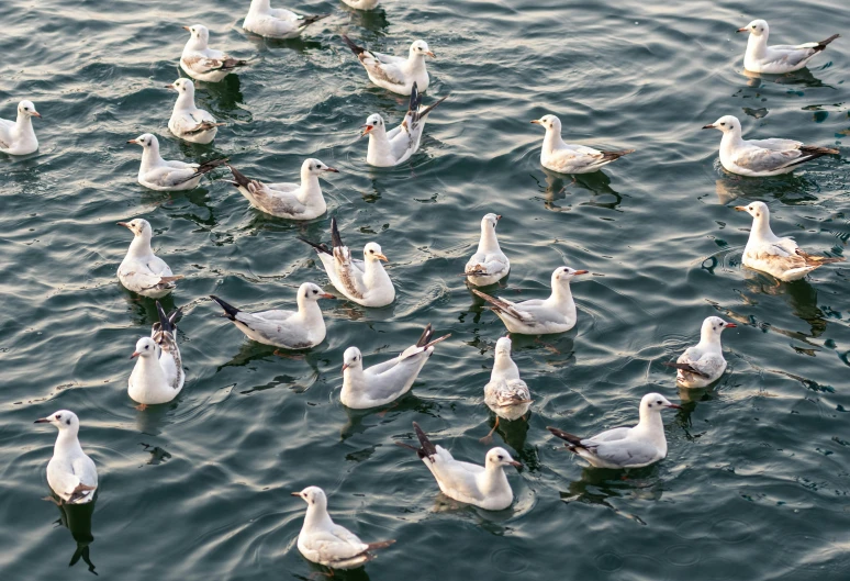 a bunch of ducks are gathered together on the water