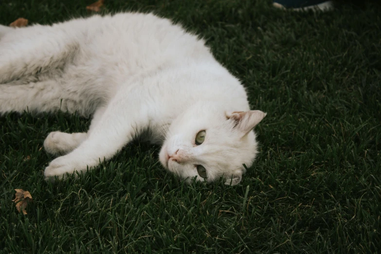 a white cat laying on top of green grass