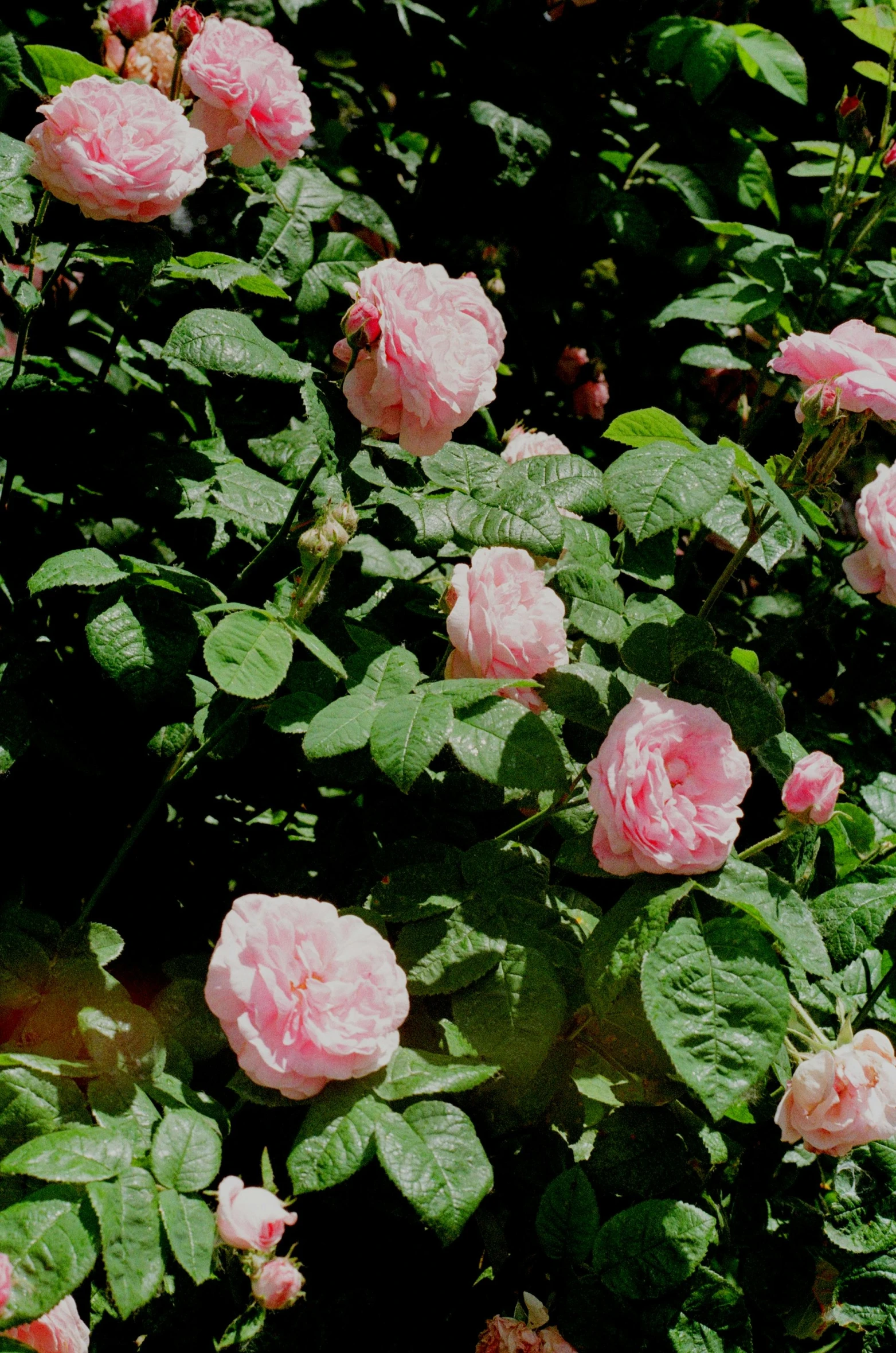 close up of pink roses in a garden