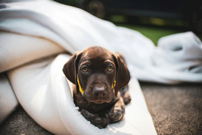 a dog sitting on top of a pillow