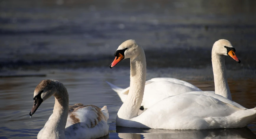 two white birds in water next to each other