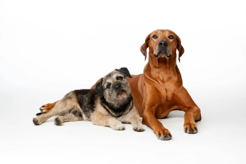 two dogs one is brown the other is black