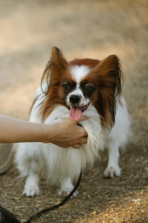 a dog being petted by an animal trainer