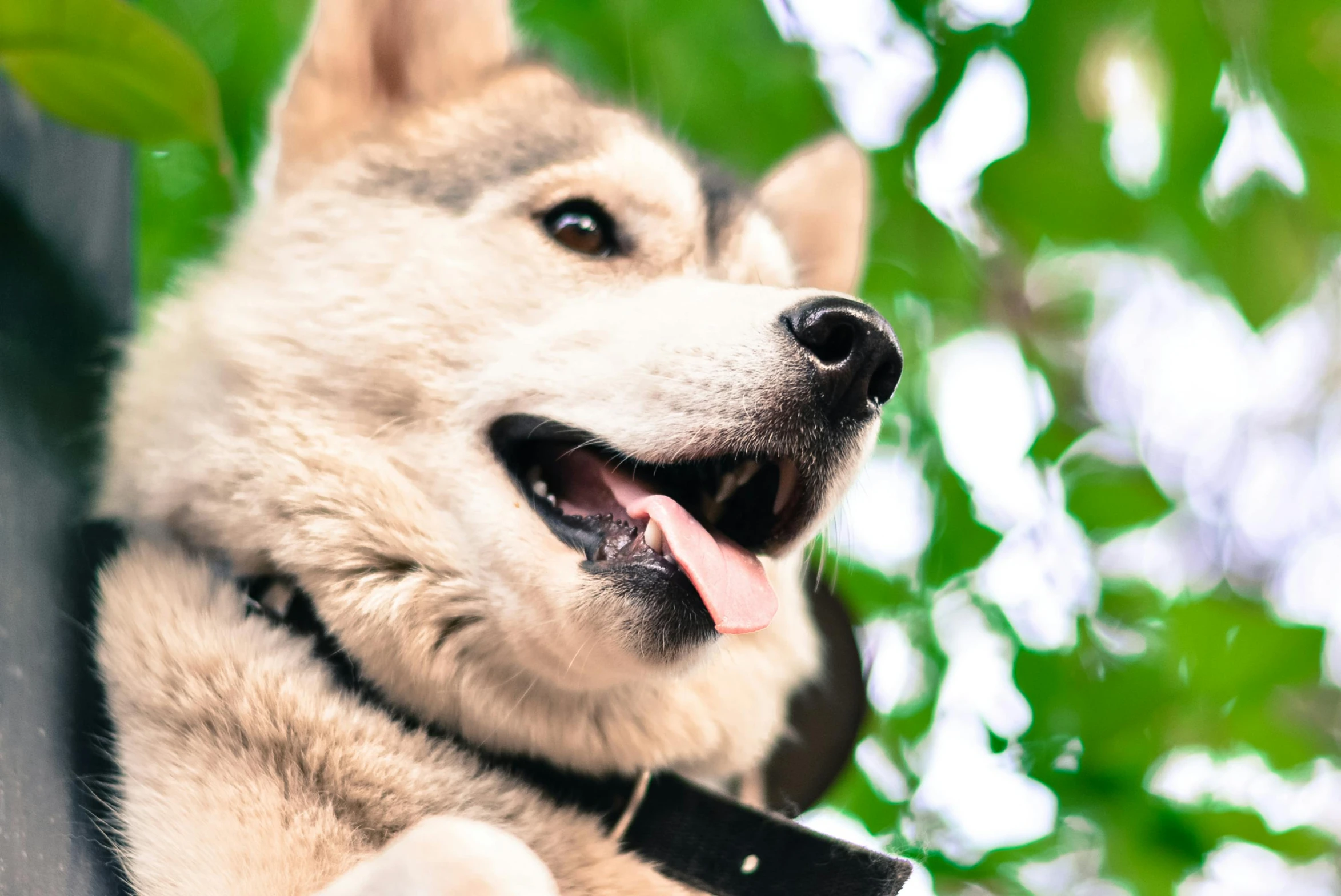 a dog with a collar on sitting under a tree