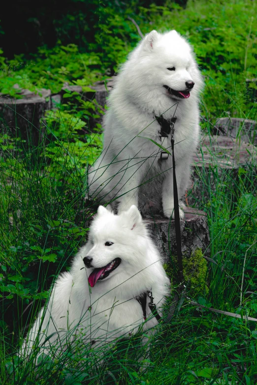 two white dogs standing next to each other near tall grass