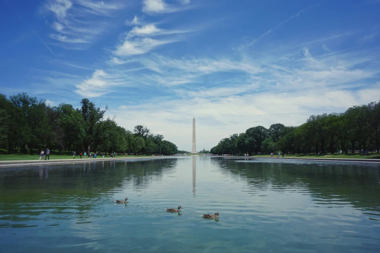 geese swim in the calm water of reflecting the monument