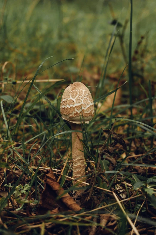 a small mushroom sitting on the ground next to grass