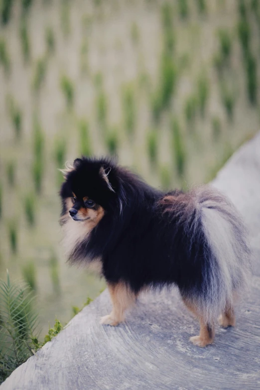 an adorable dog stands on a rock outside