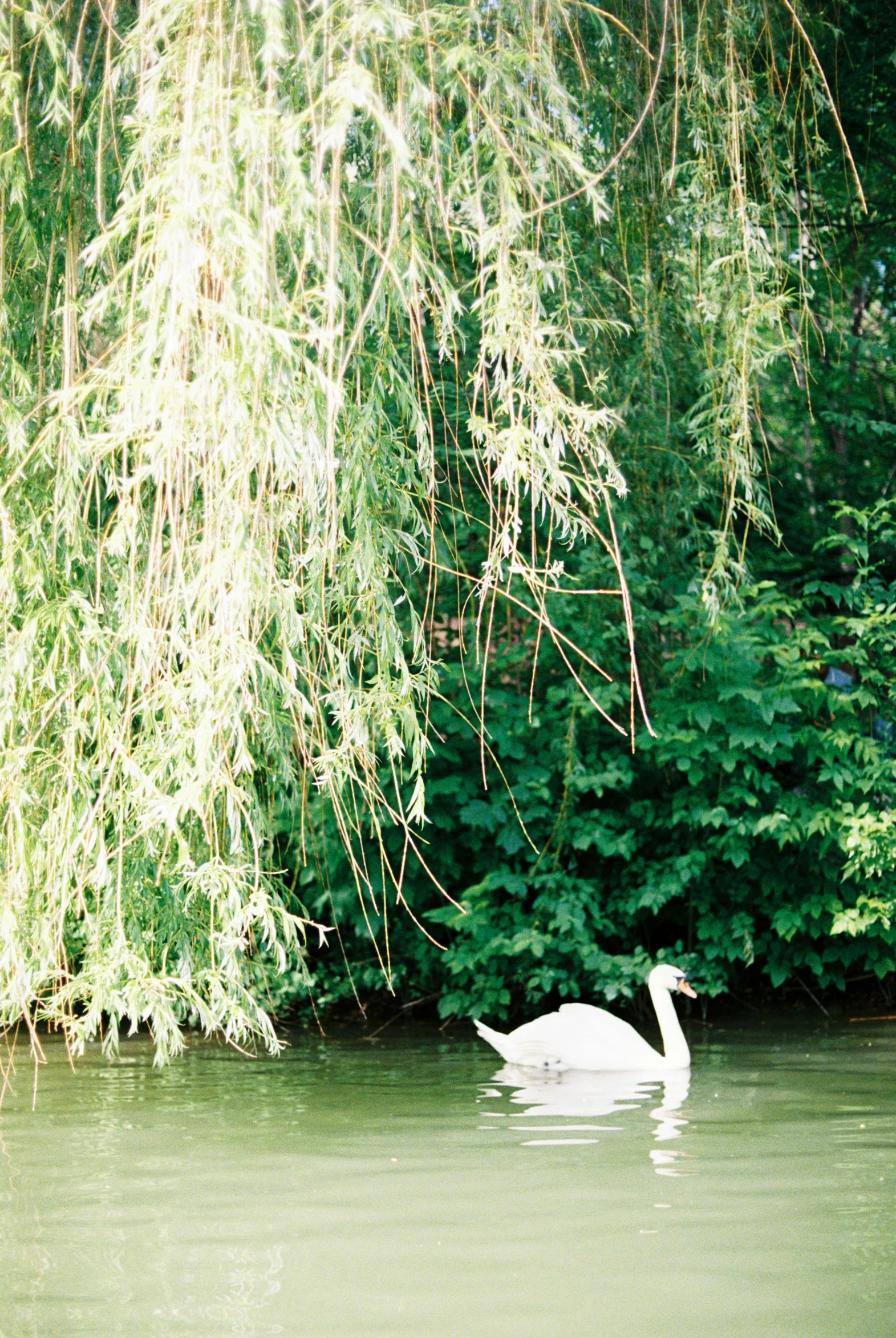 a swan floating on top of a lake next to a forest