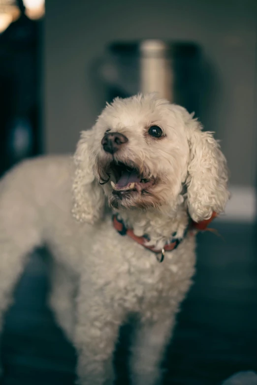 a white poodle smiling in front of a shiny wall