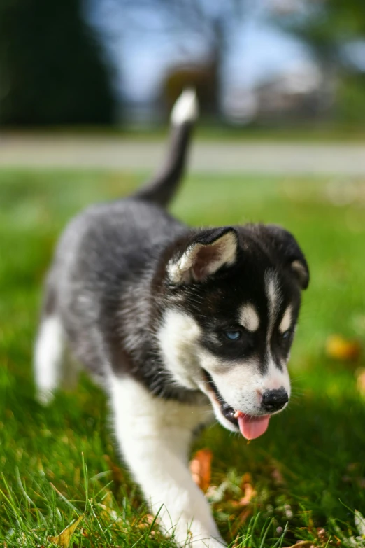 a puppy running around in a grassy area with its mouth open