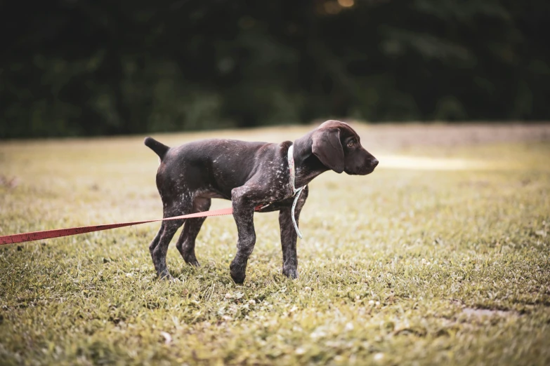 a black puppy is on a leash standing in a field