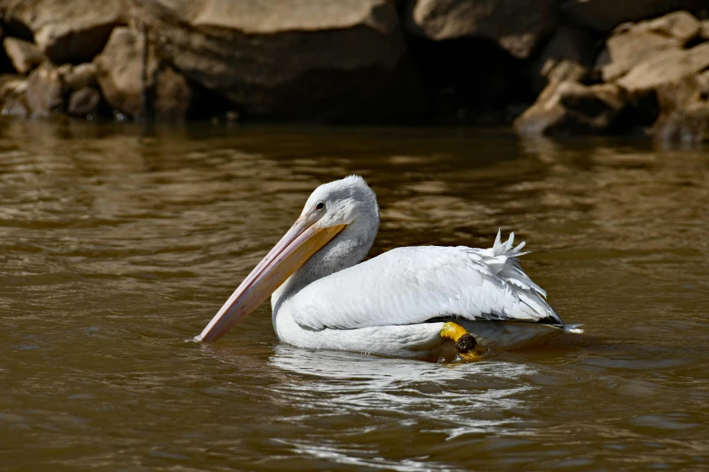a large white bird with an open beak floats in water