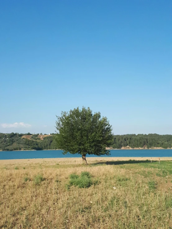 a lone tree sitting by the river on a sunny day