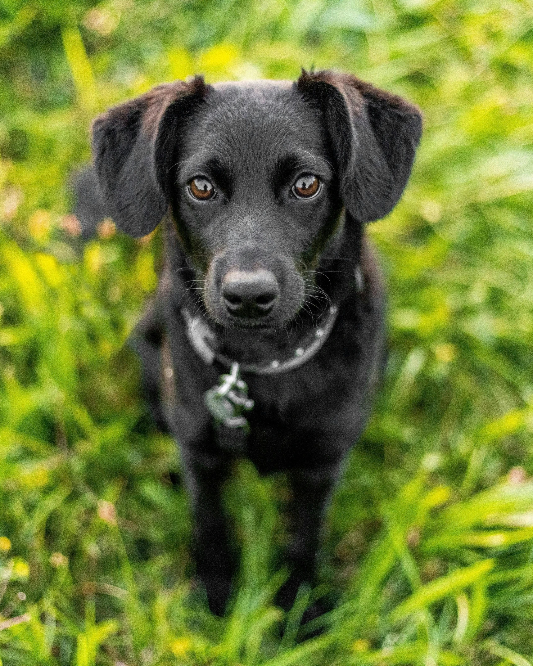 a black dog looks directly into the camera