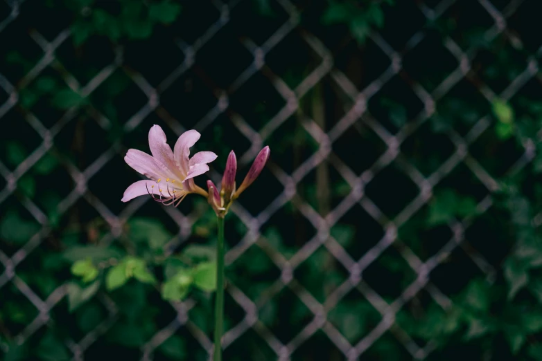 a single flower is growing by the fence