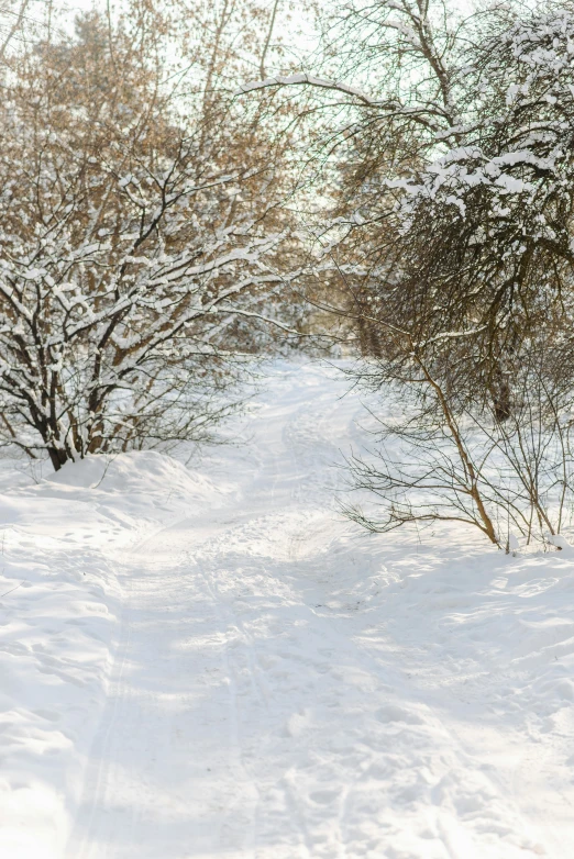 a path lined with snow in front of trees