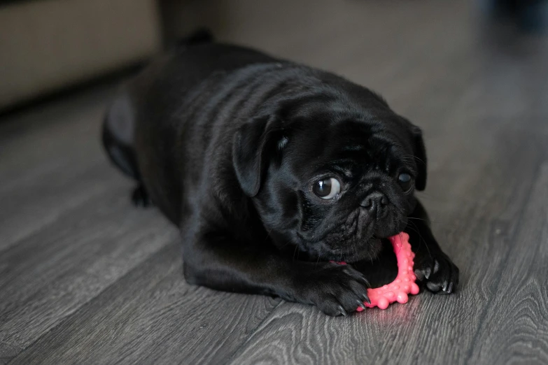 the puppy is playing with a toy on the floor