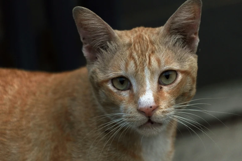 a cat is shown looking very close to the camera