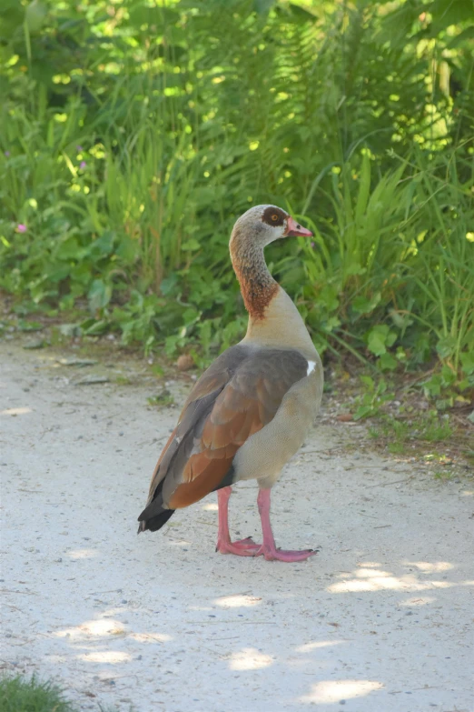 a bird that is standing in the dirt