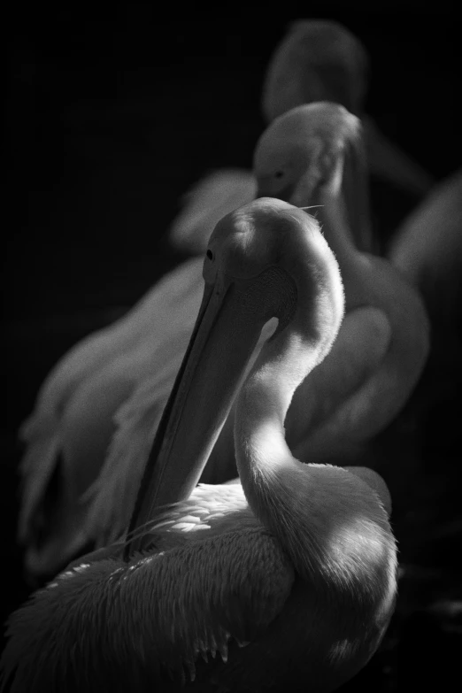 three pelicans in black and white are gathered together