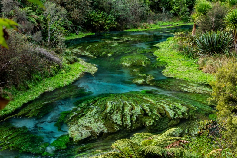 green waters are flowing down some plants