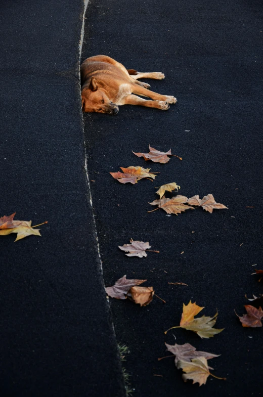 a dog is lying down on the sidewalk