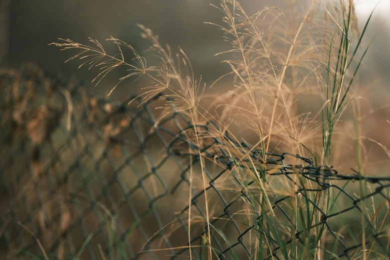 closeup po of a wire fence and plants