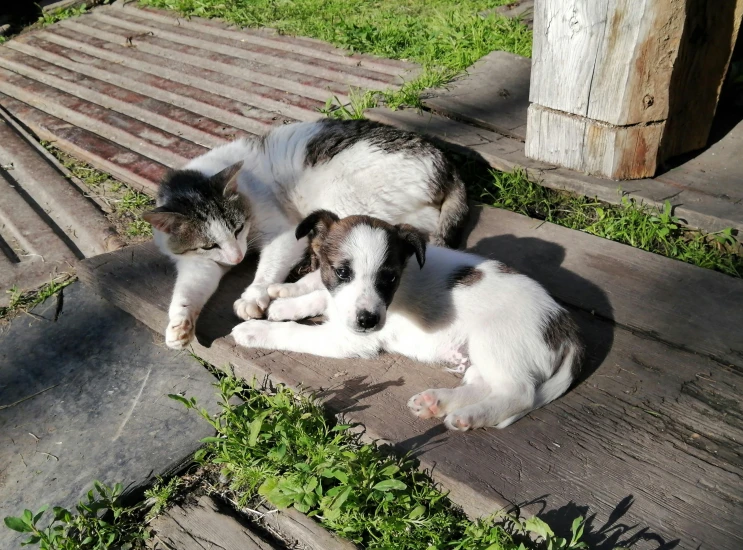 the kitten and dog are lying down together