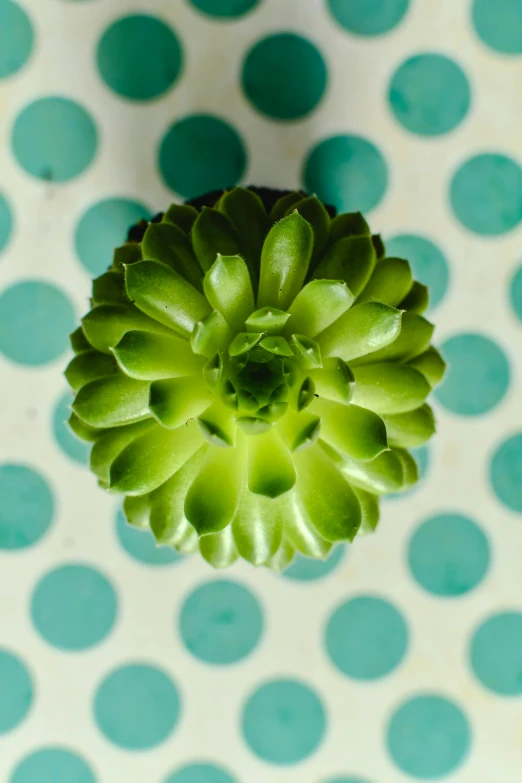 a flower center on top of a blue and white wall