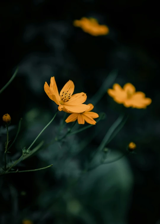 some yellow flowers that are blooming on a nch