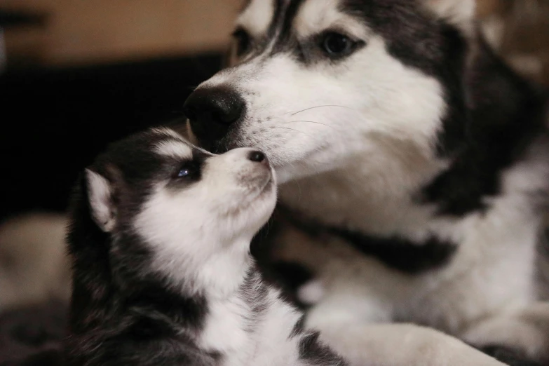 a puppy licking the nose of a husky dog